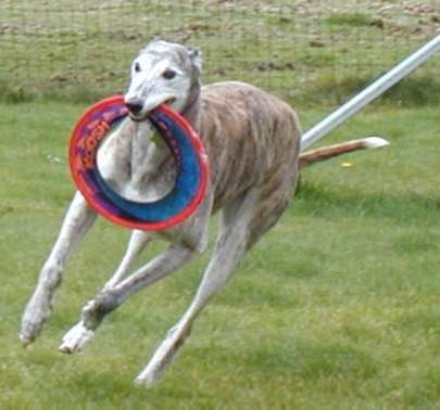 this greyhound loves to chase his frisbees