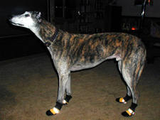 greyhound boots (mutluks0